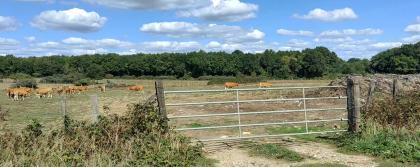 Photographie prise le 12 septembre 2026 sur les terres de l'�leveur mentionn� dans le dossier VALECO. Photographie originale : bovins, terrain, cl�ture et fumier r�els. Panneaux photovolta�ques ajout�s par intelligence artificielle � des fins d'illustration. Ce visuel ne constitue pas une repr�sentation technique exacte du projet VALECO.